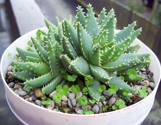 芦荟胶对付鸡皮肤