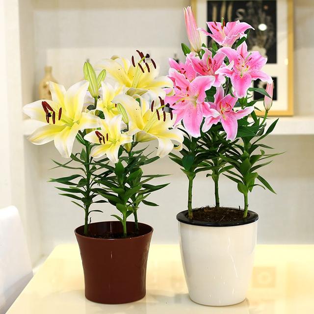 20种"吉祥花",再穷也要养一盆,好养又高档,养人又旺家