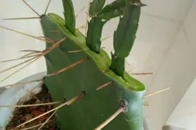 仙人掌削一刀，插上蟹爪兰，飞速长成“大花树”，开成花瀑布图片