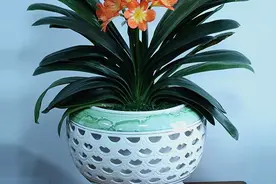 君子兰“富养”好，5个小技巧，花箭“窜高个”，开花多又大图片