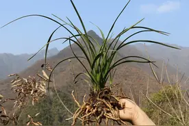 野外遇到10种植物，不要挖，挖错了要“坐牢”图片