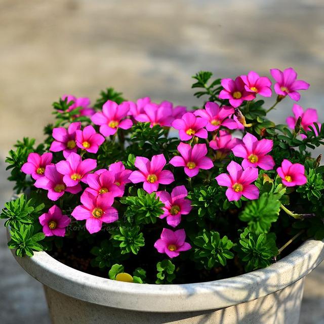 20种耐寒花,冬天狂开花,客厅一放"特有范"!