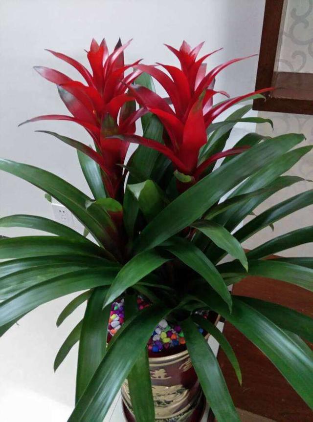 9种"吉利花",优雅又大气,转运又富贵,养在客厅太"旺家"