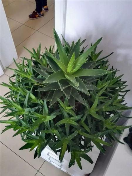 芦荟胶对付鸡皮肤