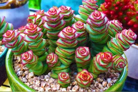 6种“金钱花”，春天正爆“小金芽”，花盆挤到爆，长满小财花图片