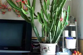 6种“增值花”，丢墙角不管它，也能长成“花大树”，越养越富图片