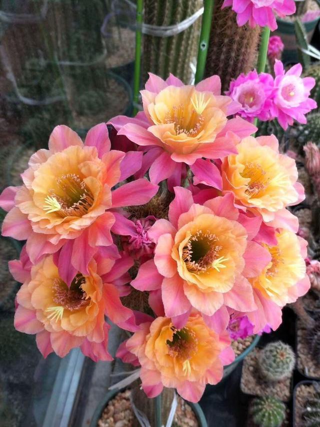 什么花出胶 2025年请问什么花