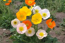 传说6种花，放家里“不吉利”，常有“小麻烦”，还是扔了吧图片