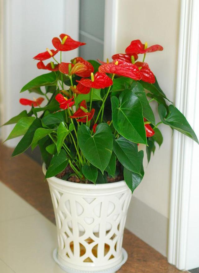 室内花卉长什么样子好看图片 10种"漂亮花",客厅不见光,一样长爆盆,大