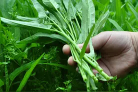 6种“耐热菜”，夏天长的快，阳台种一盆，吃着“特凉快”图片