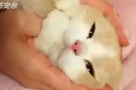 等我有了猫也要这样玩，温柔的猫咪太可爱了视频封面