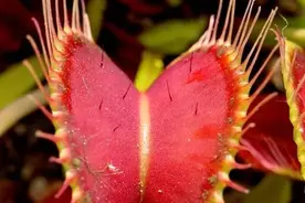 植物百科 | 捕蝇草图片