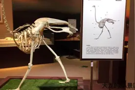 来到金石滩，一定要去生命奥秘博物院，全部都是真实的生物标本视频封面
