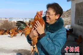 新疆54岁“鸡痴”：给“宠物”鸡取名图片