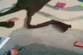 花心男贪玩忘记时间错过婚礼，霸气女友手提菜刀前去慰问，厉害