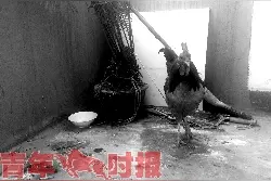 夕照新村竟然有人在楼道里养鸡 邻居郁闷了：又吵又臭图片