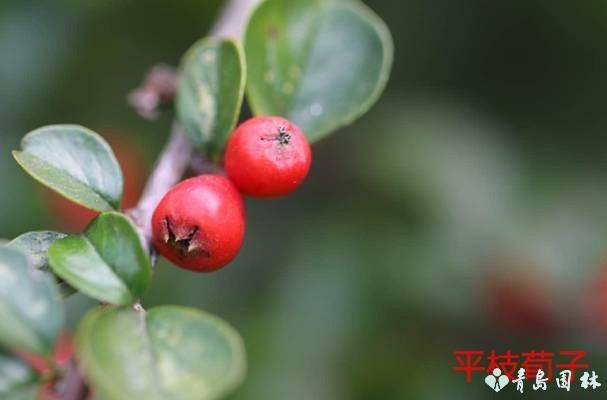 聚合瘦果有哪些,来了解一下果实的分类吧 - 冷思维