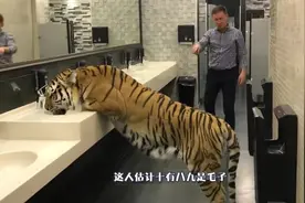 老虎趴在男厕所门口喝水，男子淡定路过，胖虎：毛子来了吓死我了视频封面