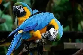 怀化城事｜居民养金刚鹦鹉惹人烦 提醒：不能乱养,还需办证图片