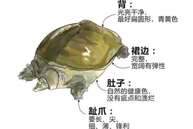 杭州54只甲鱼昨天争夺“金鳖”奖 好甲鱼是长这样的！图片