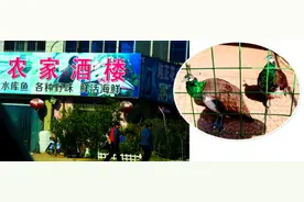 孔雀大雁摆上餐桌 “野味”扒皮遇检查说家养的图片