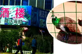 孔雀大雁摆上餐桌 “野味”扒皮遇检查说家养的图片