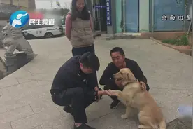 相认现场！抓贼的金毛 犬终于找到主人了