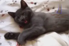 超凶小猫愤怒咆哮合辑视频封面