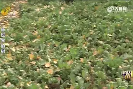 邻居的树长过界，树叶全落在女子家里，女子的做法真解气视频封面