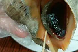 续集：为什么有人吃海螺会头晕？海螺的这几个部位千万不能吃#我的创业梦想 @抖音小助手视频封面