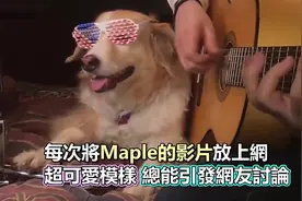 现在的宠物都多才多艺，连狗狗都会打鼓给主人伴奏，你信吗？