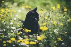 识别猫咪耳朵发出的5种讯号图片