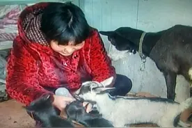 龙口：英雄羊妈妈喜得五胞胎 老两口给小羊订牛奶图片