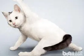 瑜伽：猫咪健身新方法图片