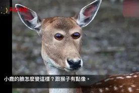 好奇动物眼睛为什么都长在两侧？要是长在正面大概会让我们笑晕！