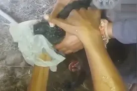 水蛭进入了狗狗的鼻子里面，主人想尽办法才取了出来，太吓人了视频封面