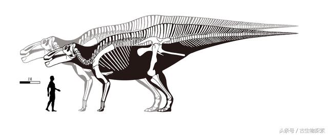 中国百年十大恐龙——山东龙