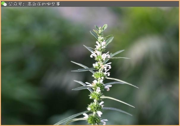 中药治肿瘤的五种用法