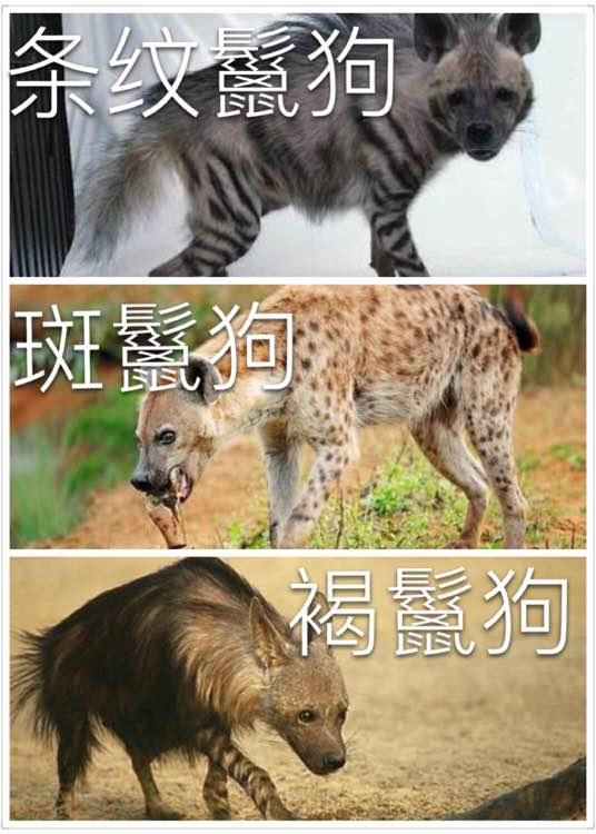 裂脚亚目动物,旗弹怪论之狗弹 - 冷求网