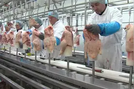 鸡肉分离中心，鸡屁股与骨架被处理！刀功精湛