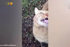 为什么只要一摸猫屁股，猫咪就立马发神经了视频封面