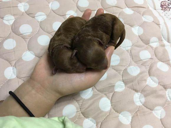 泰迪和藏獒配种,结果一不小心培育成一气大众奥迪犬(泰迪如何受孕视频