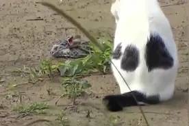 猫咪VS蛇，一场速度的较量，谁更胜一筹呢？视频封面