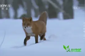 身体自带羽绒被 交友狩猎两不误 动物们各怀绝技 迎接春天来临视频封面