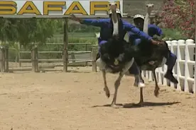 有趣味还很刺激的骑鸵鸟比赛，鸵鸟载着壮汉也能跑很快