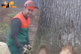 看看外国伐木工人是怎样把参天大树放倒的