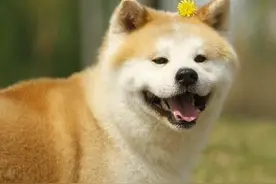 一生富贵又安康的三大生肖，传说中的幸运儿就是他们！图片