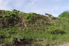 两只羚羊越上山坡不料却遭母狮埋伏，为了活命它们做了件惊险举动图片