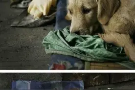 流浪汉被抬上殡仪车时狗狗咬住他的衣服不放，看完让人眼泪直流！图片