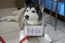 二哈三番五次严重咬伤新主人，原来背后竟有一段悲惨的过去图片